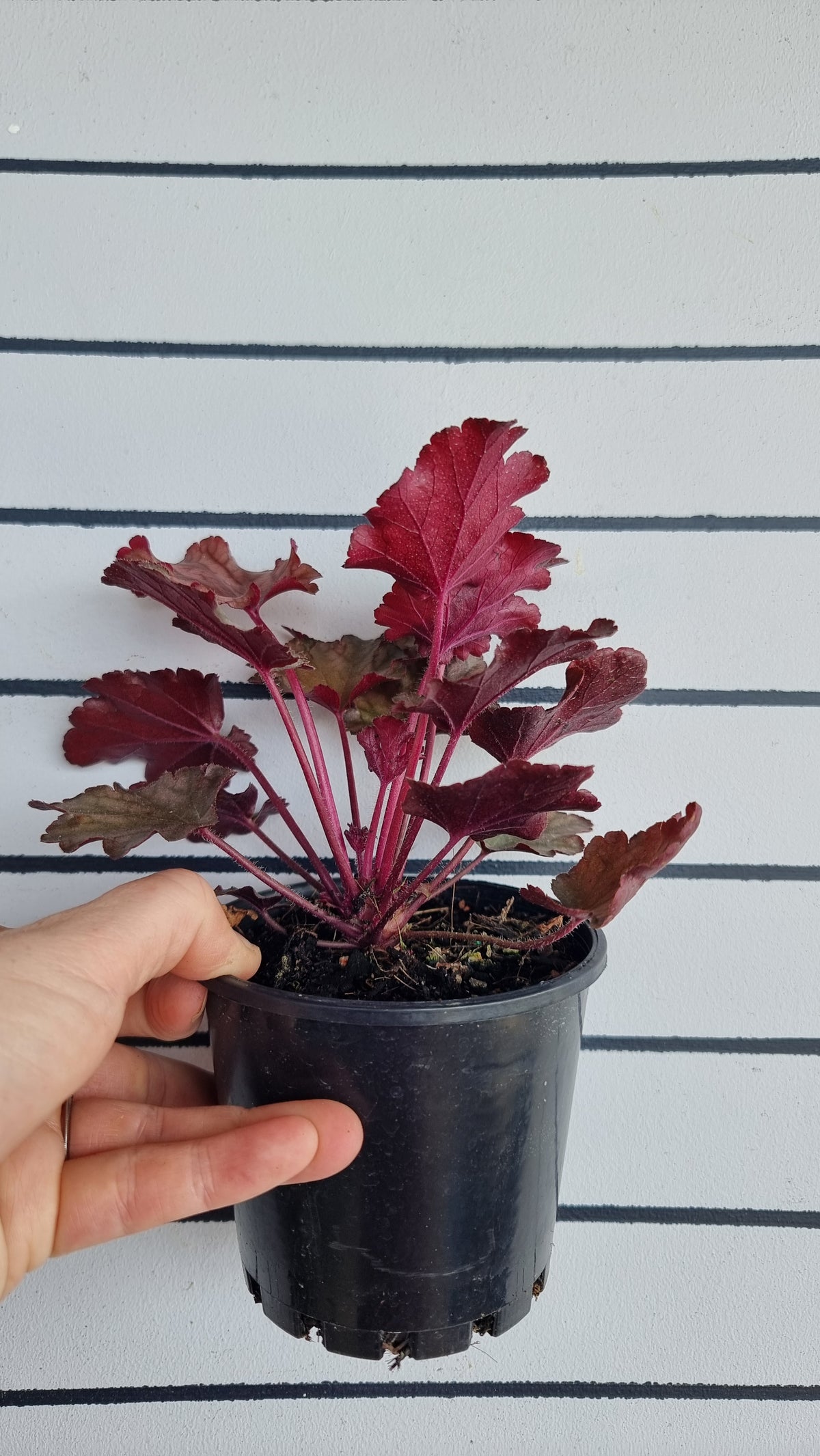 Heuchera 'Peach Flambe'