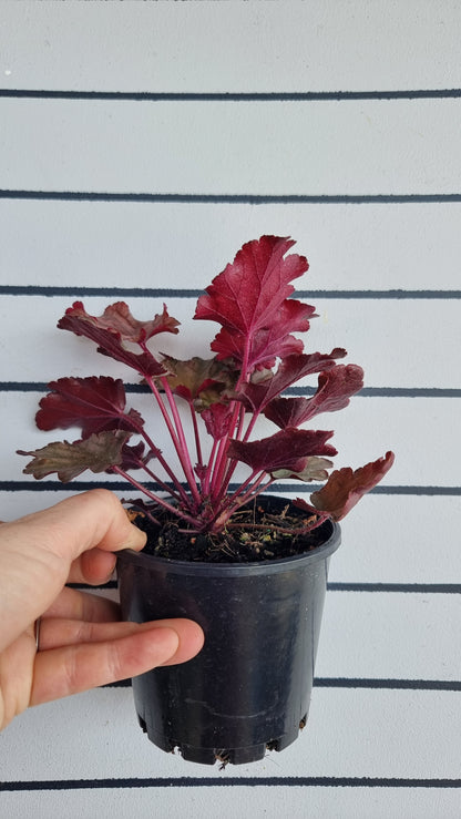 Heuchera 'Peach Flambe'