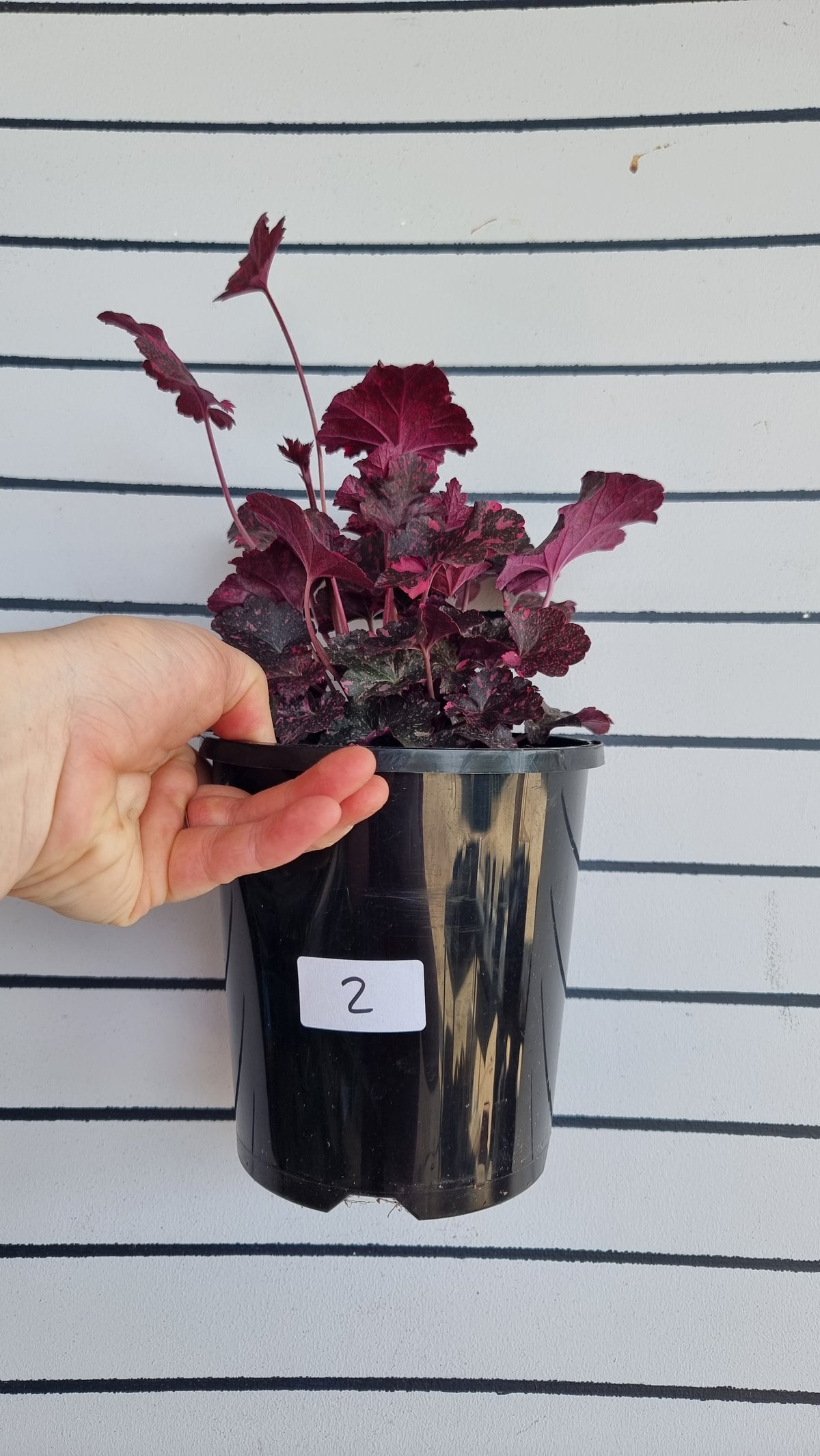 Heuchera '午夜玫瑰' - 珊瑚鐘