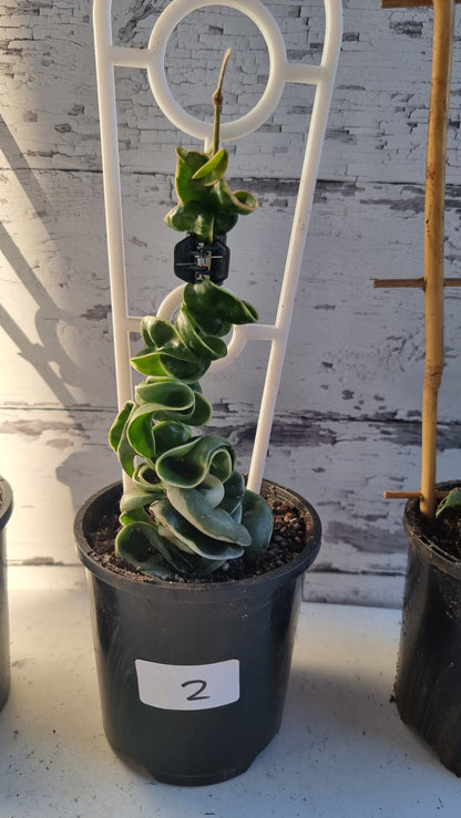 Hoya carnosa 'compacta variegata' -  Variegated Rope Hoya
