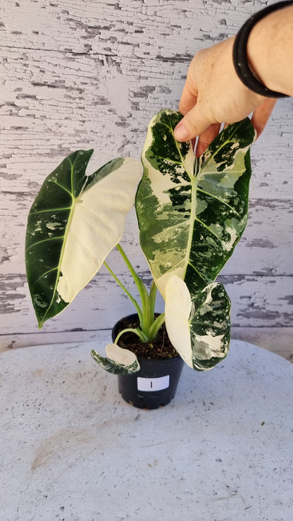 Alocasia micholitziana 'Frydek' - 雜色綠天鵝絨