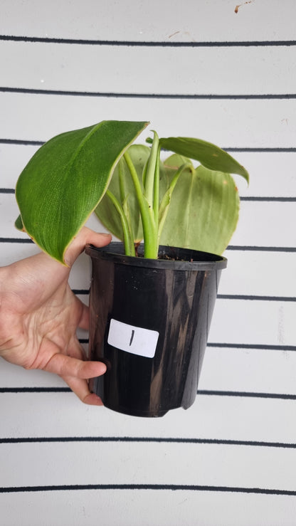 Philodendron rugosum - 猪皮植物