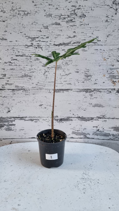 Alocasia portei - Malaysian Monster