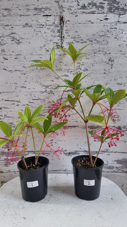 Medinilla pendula - Baladu