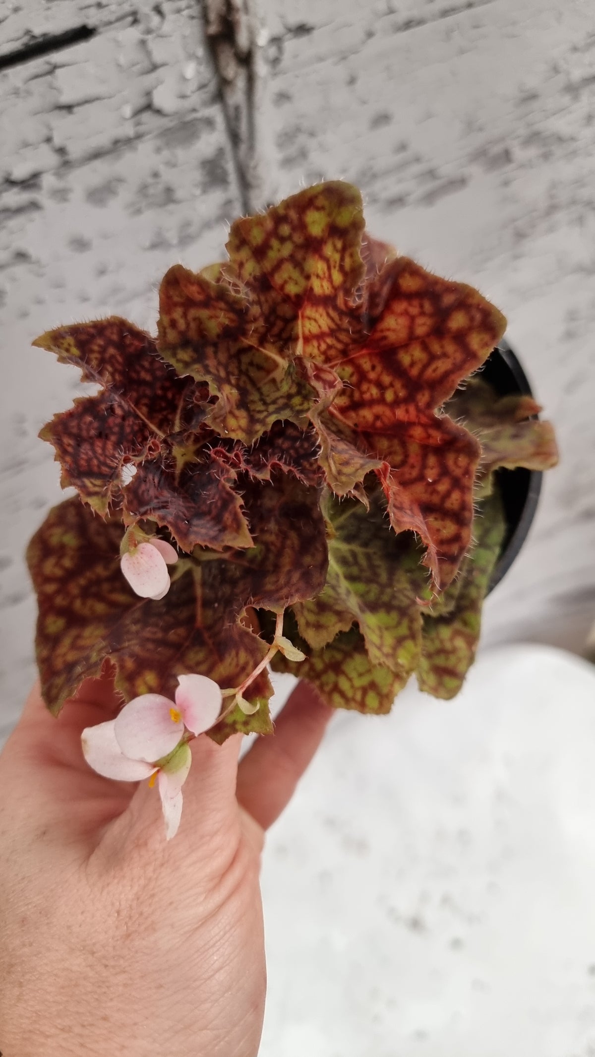 Begonia fuscomaculata var. NOID 'Plum Swirl'