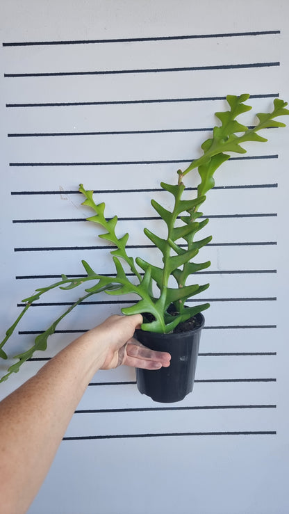 Disocactus anguliger (syn. Epiphyllum anguliger) - Zig Zag Cactus