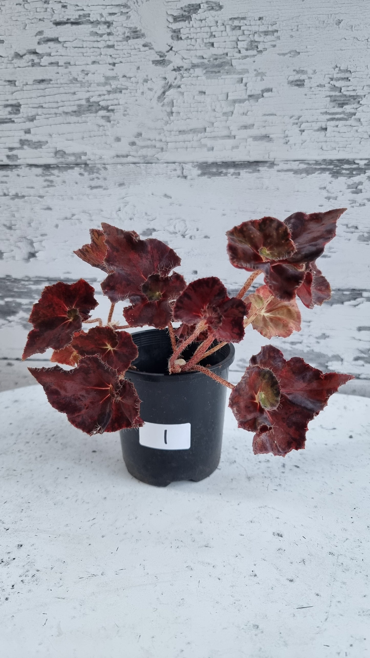 Begonia rex 'Copper Sunset' - Rhizomatous Eyelash Begonia