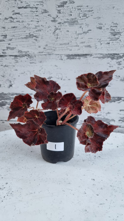 Begonia rex 'Copper Sunset' - Rhizomatous Eyelash Begonia