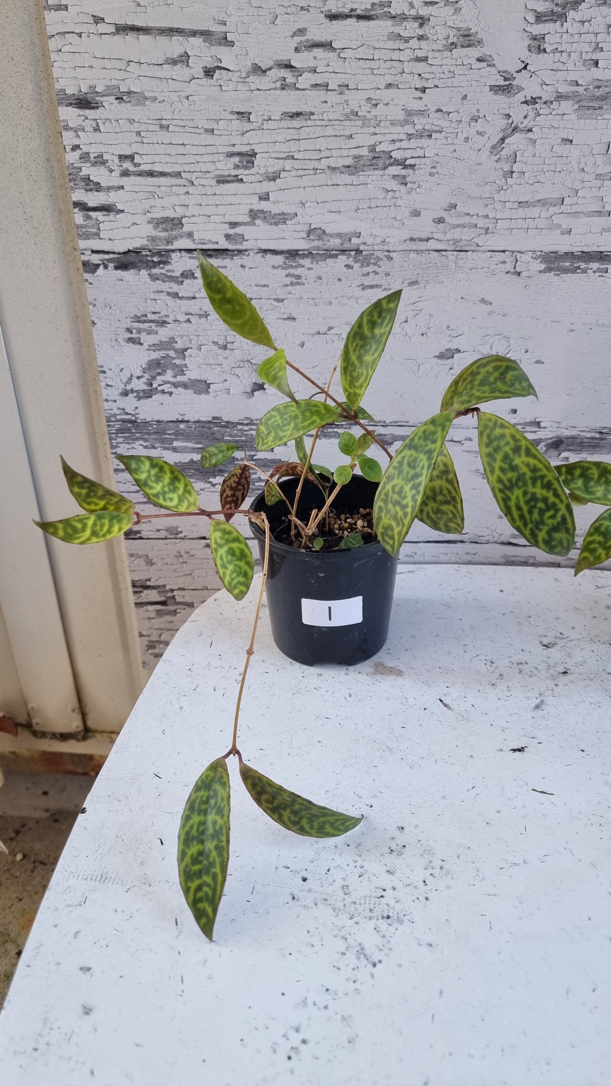 Aeschynanthus longicaulis ‘Black Pagoda’ - Lipstick Plant