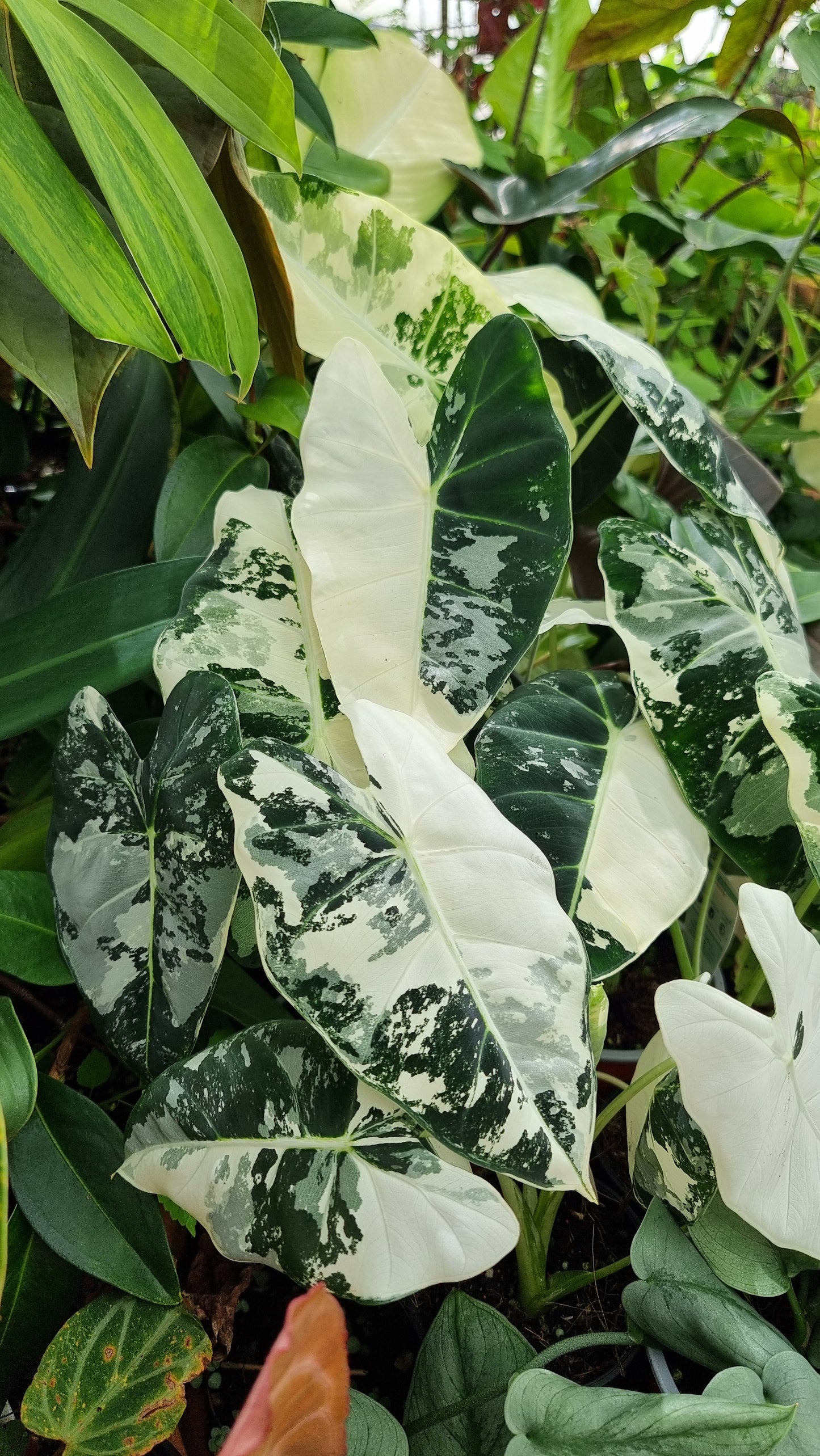 Alocasia micholitziana 'Frydek' - 雜色綠天鵝絨