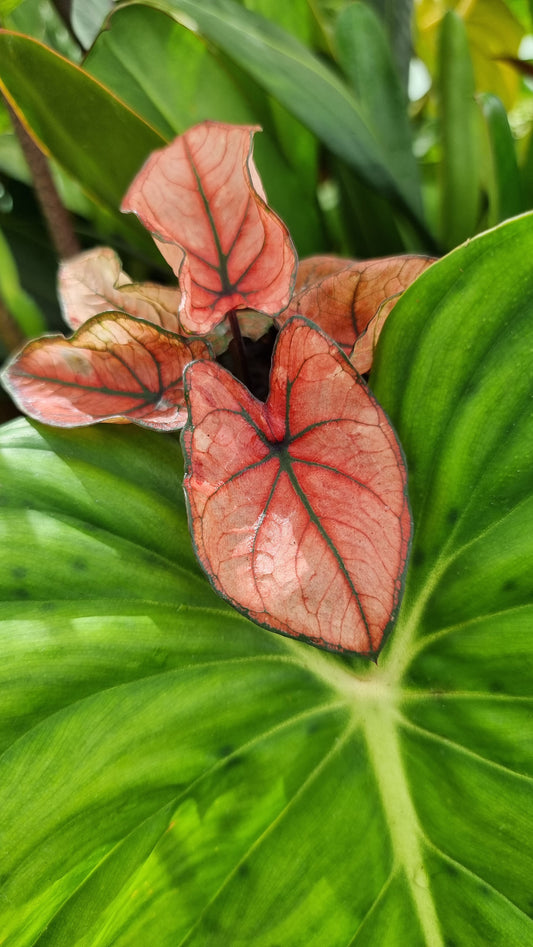Caladium bicolour 'Candy Lace'