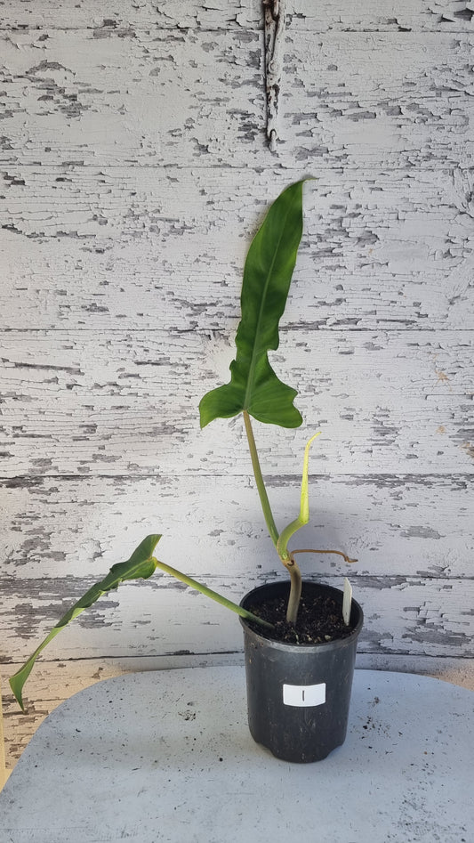 Philodendron bipennifolium x 'Jerry Horne'