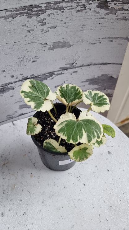 Saxifraga stolonifera variegata - 白色杂色草莓海棠
