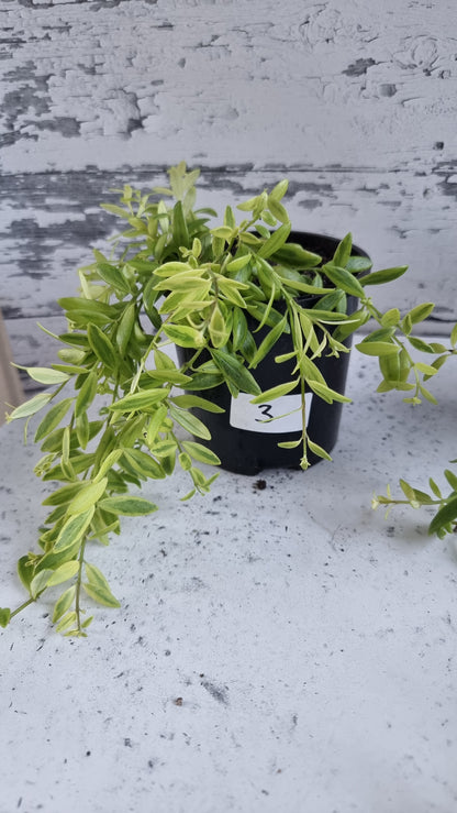 Aeschynanthus sp。杂色 - 口红厂