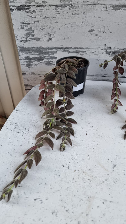 Columnea gloriosa 'Purpurea' - 紫色金鱼植物