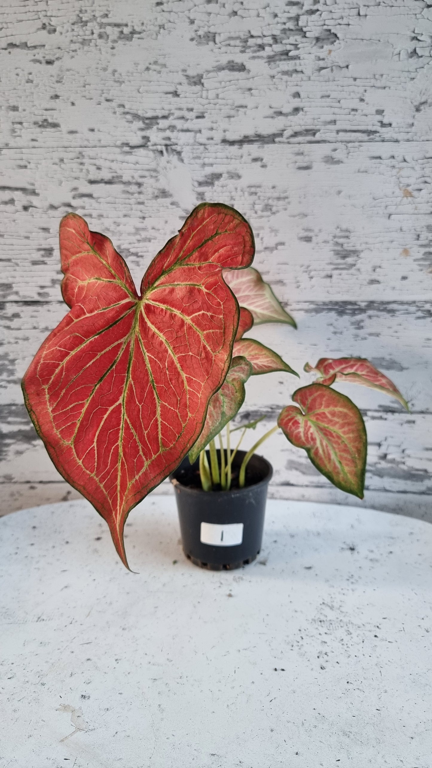 Caladium bicolour 'Jungle Ember'