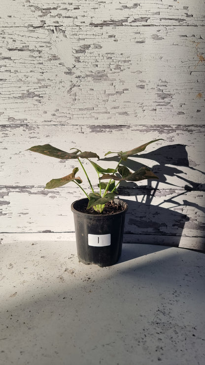 Syngonium podophyllum 'Red Spot' - Arrowhead Plant