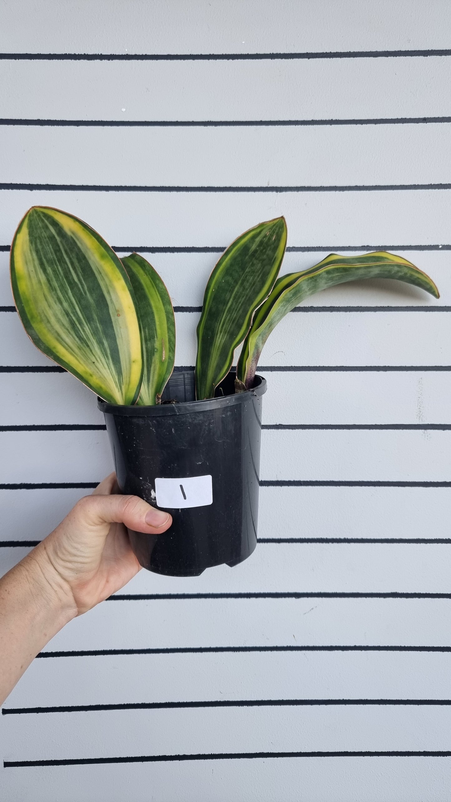 Draceana (prev. Sansevieria) masoniana variegata - Variegated Whale Fin