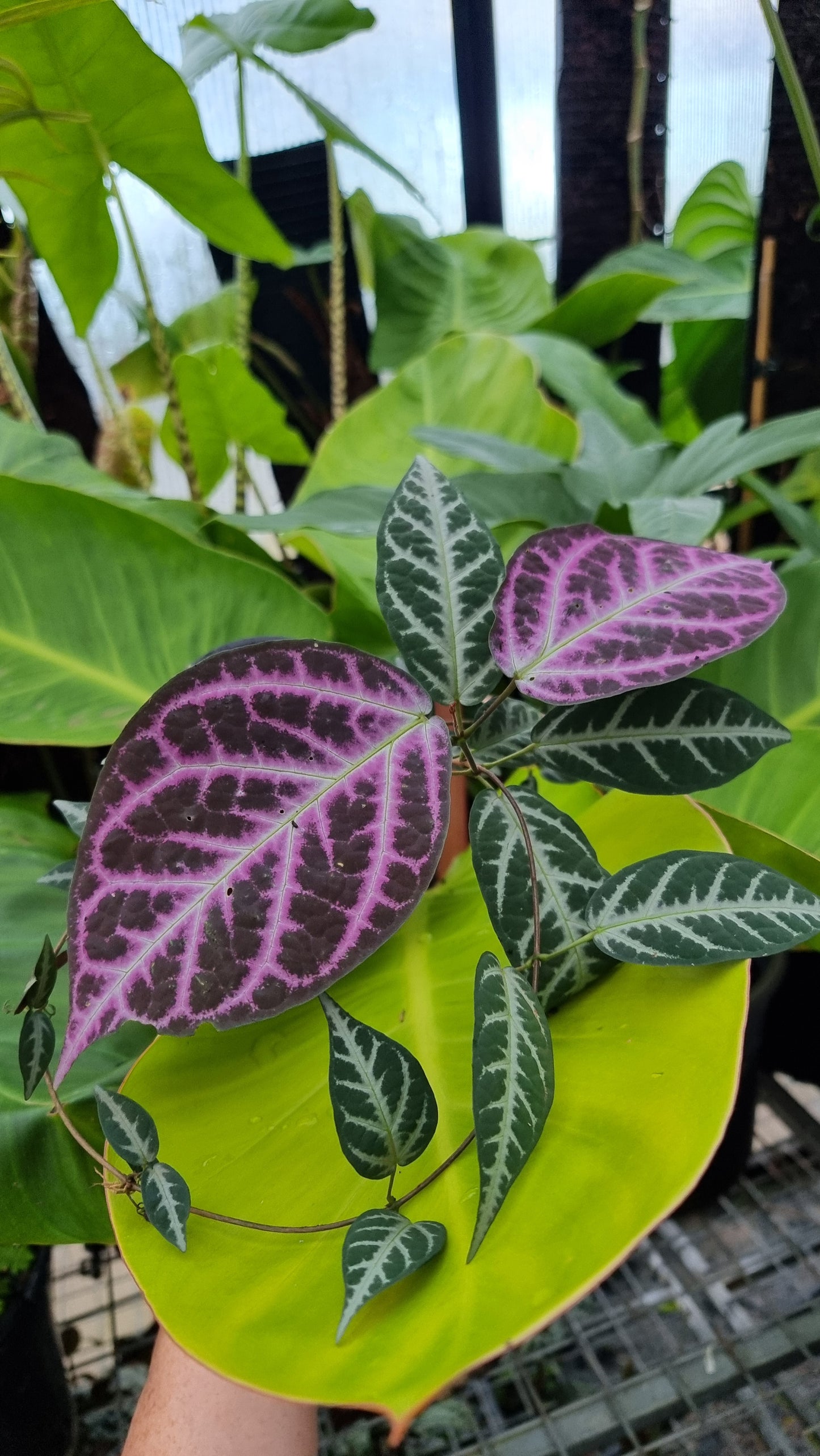 Bignonia argyro violacea - Crossvine