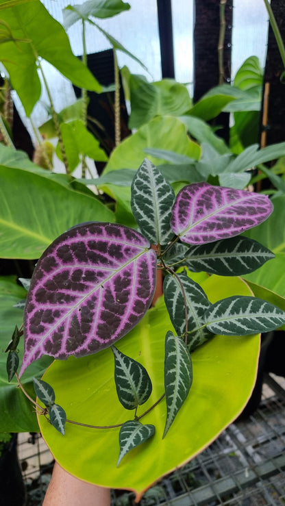 Bignonia argyro violacea - Crossvine