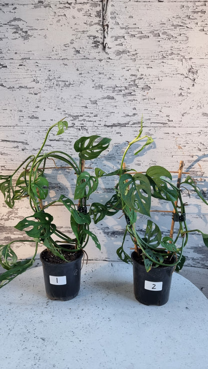 Monstera adansonii - 瑞士乳酪廠