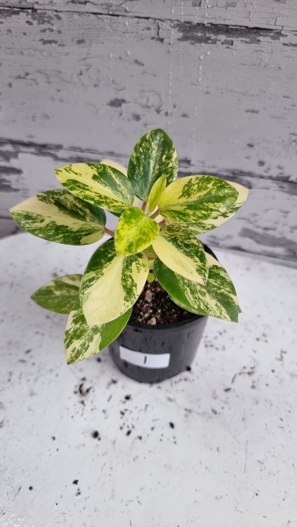 Peperomia orba variegata 'Marble' - Variegated Pixie Plant