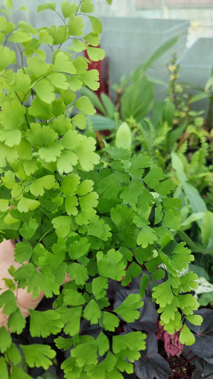 Adiantum raddianum - 三角铁线蕨