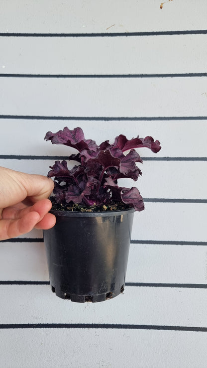 Heuchera“永远的紫色” 