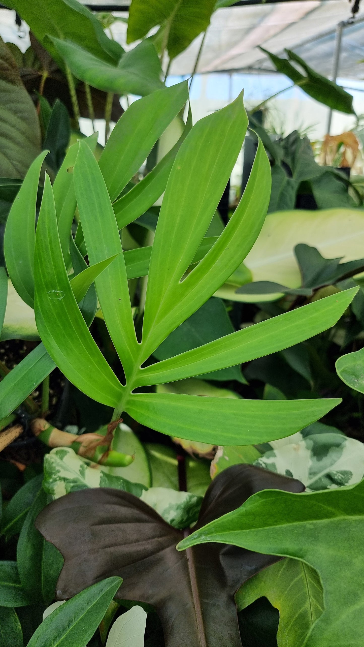 Rhaphidophora decursiva - Dragons Tail Plant