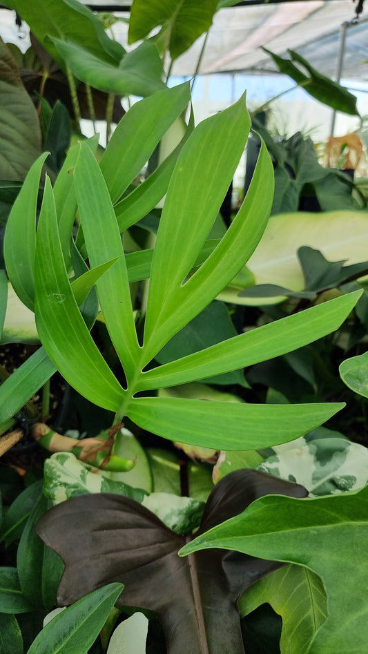 Rhaphidophora decursiva - Dragons Tail Plant