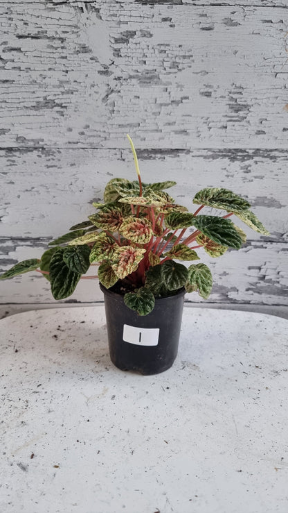 Peperomia caperata variegata - Variegated Ripple Pep