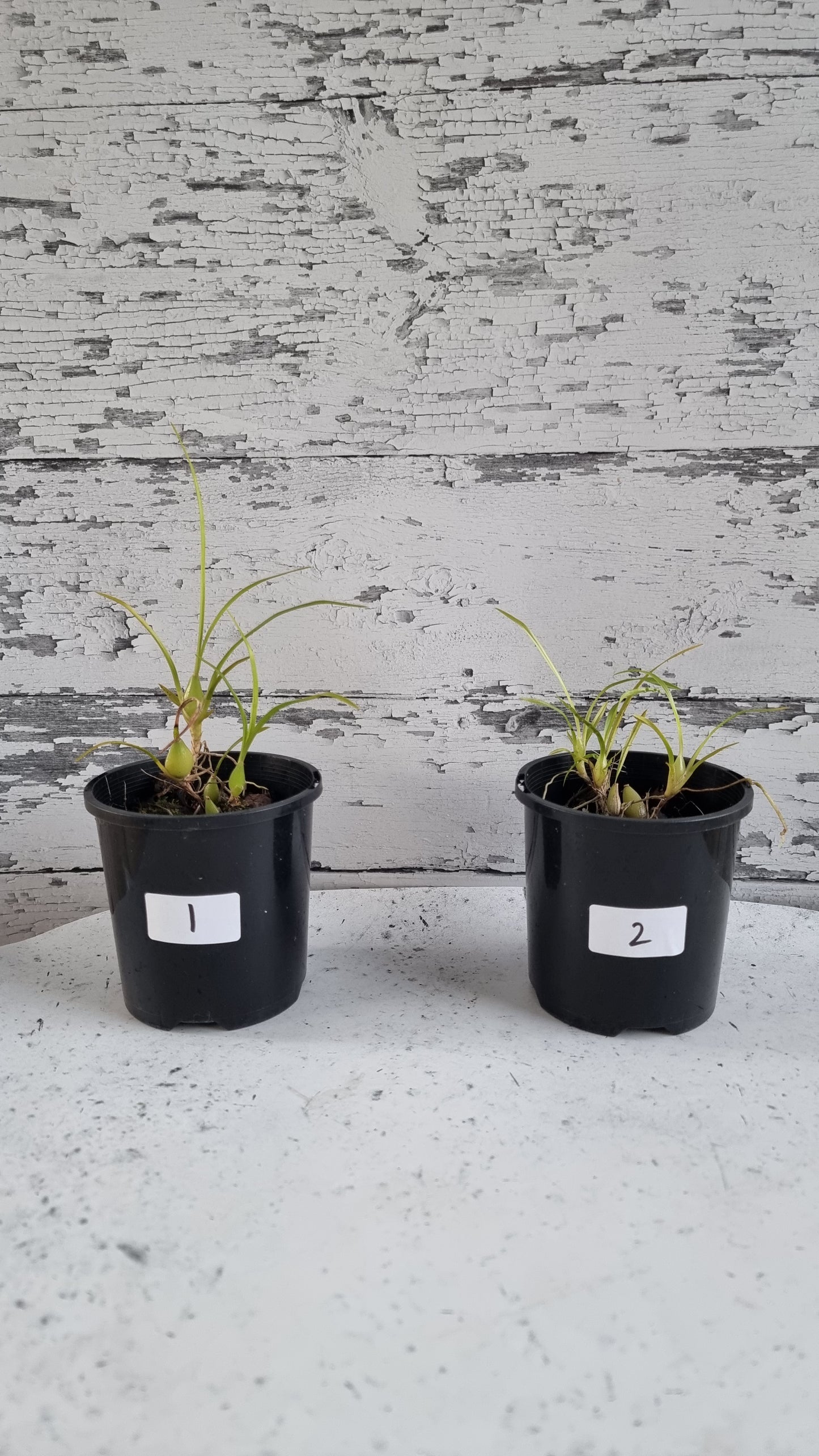 Gomesa (prev. Ornithophora) radicans - Miniature Orchid
