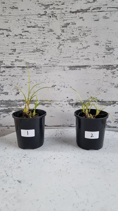Gomesa (prev. Ornithophora) radicans - Miniature Orchid