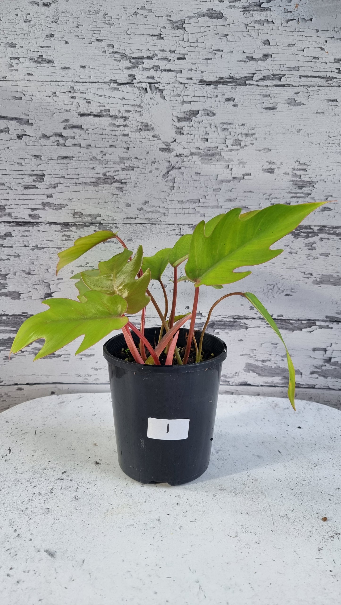 Philodendron mayoi 'Tahiti'