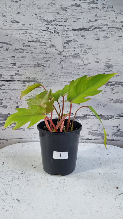 Philodendron mayoi 'Tahiti'