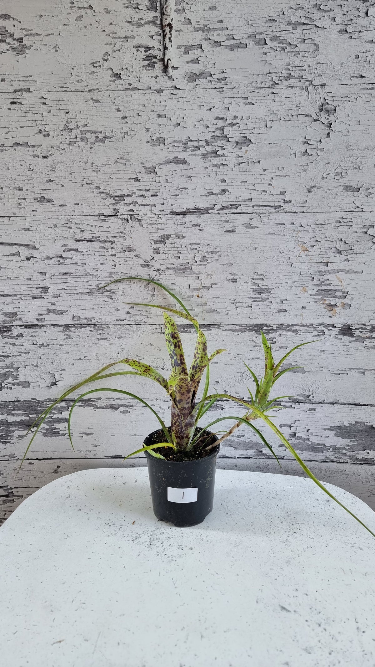 Neoregelia pauciflora 'Tiny Tot' - Bromeliad