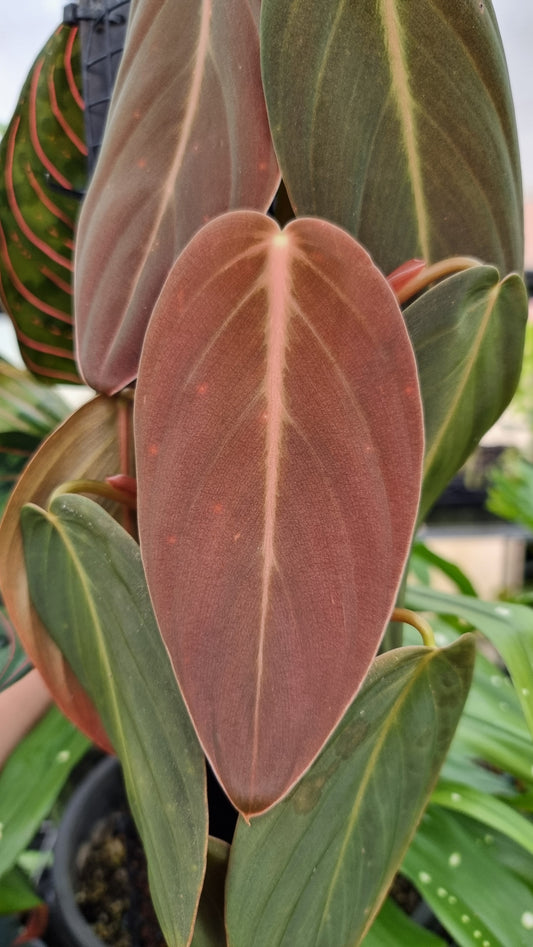 Philodendron gigas (Non-TC)