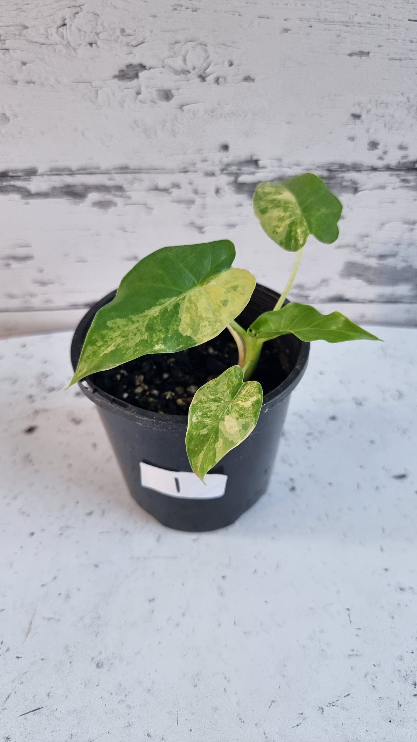 Alocasia gageana 'Aurea' - Yellow Variegated Elephant Ear