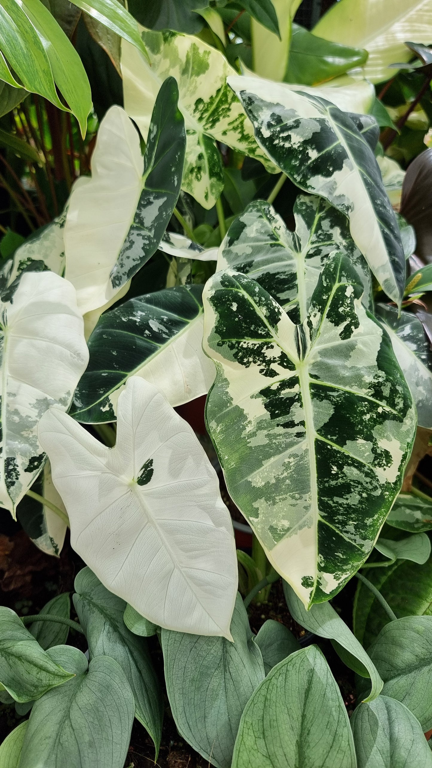 Alocasia micholitziana 'Frydek' - 雜色綠天鵝絨