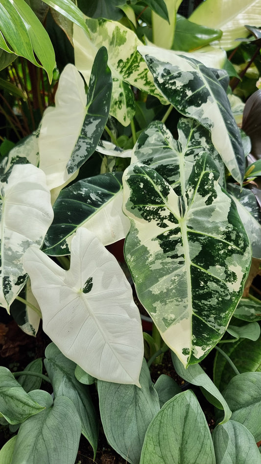 Alocasia micholitziana 'Frydek' - Variegated Green Velvet