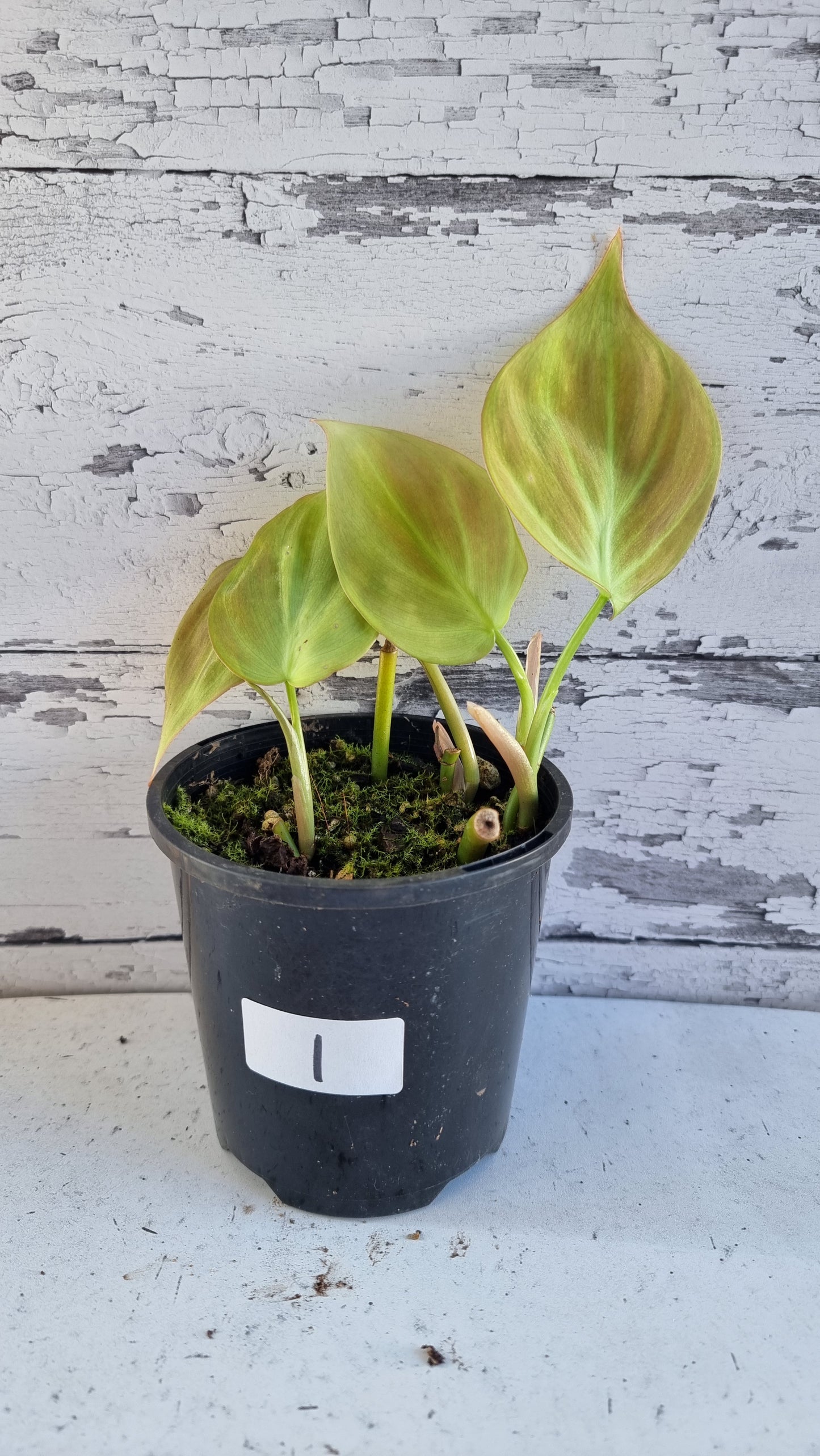 Philodendron camposportoanum