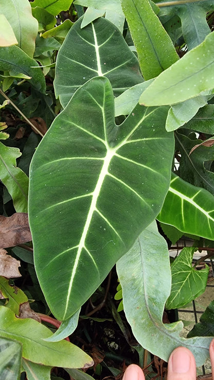 Alocasia micholitziana - Green Velvet