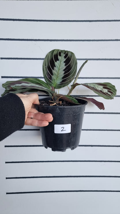 Maranta leuconeura 'massangeana' NOID - Black Prayer Plant