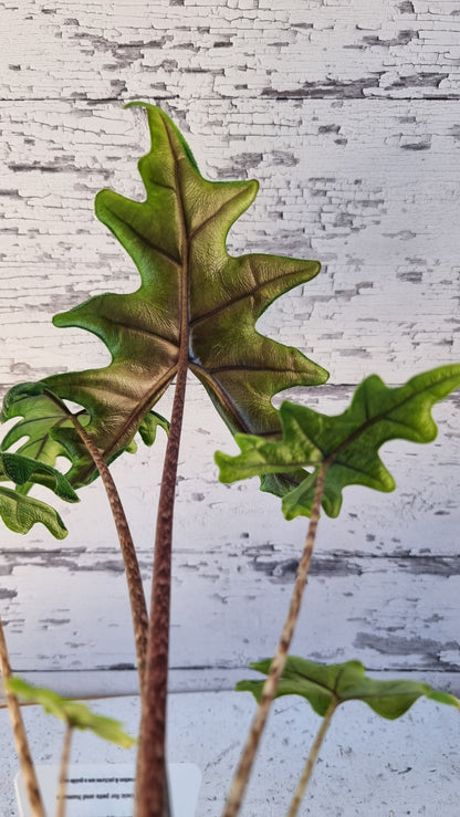 Alocasia 'Jacklyn' (likely Alocasia tandurusa)