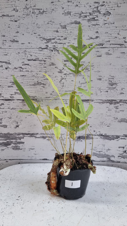 Phlebodium aureum - Blue Star Fern