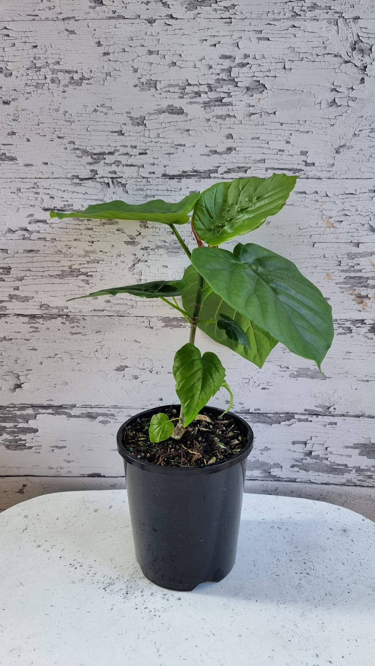 Ficus umbellata - 伞无花果