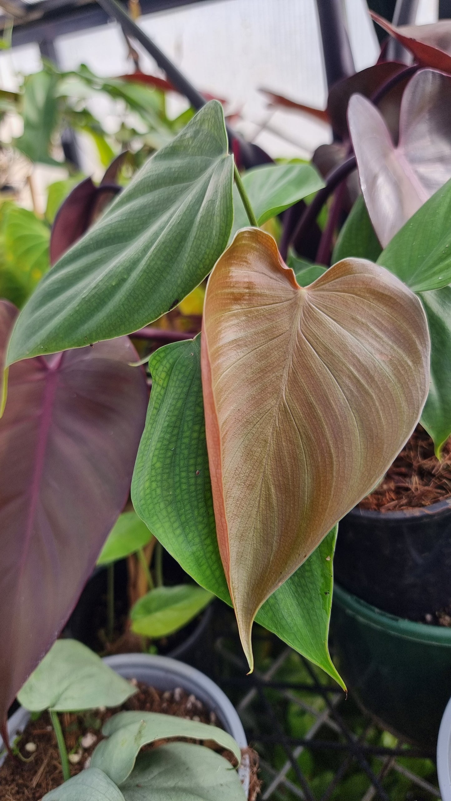 Philodendron lynamii - Climbing Aroid