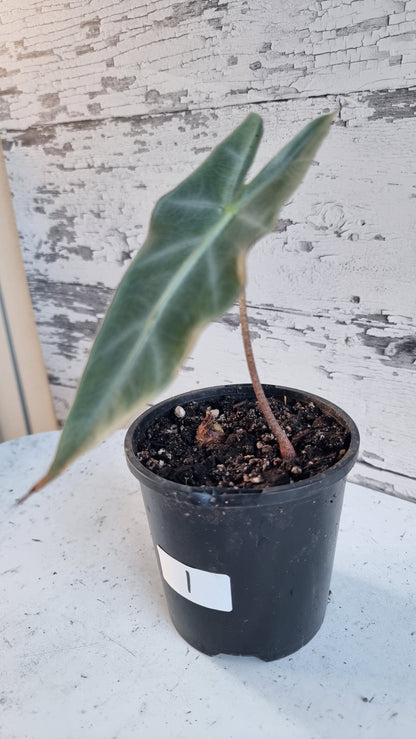Alocasia longiloba 'Denudata' purple - Non TC