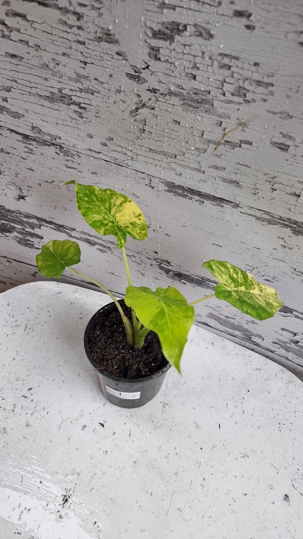 Alocasia gageana 'Aurea' - Yellow Variegated Elephant Ear