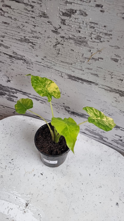 Alocasia gageana 'Aurea' - Yellow Variegated Elephant Ear